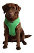 Imagen de Arnes Puppia verde S