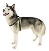 Imagen de Arnes verde fluo 44-52cm