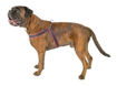 Imagen de Arnes rosado fluo 44-52cm