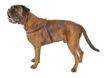 Imagen de Arnes rosado fluo 42-50cm