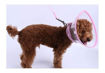 Imagen de Collar Isabelino XL