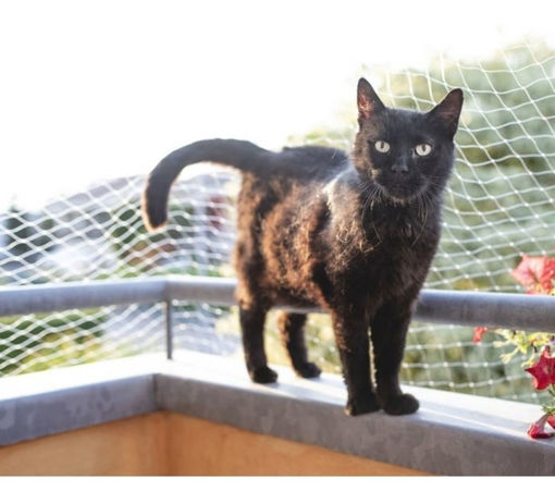 Imagen de Red para mascotas L