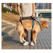 Imagen de Elevador para perros de cuerpo completo S