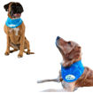 Imagen de Bandana refrescante para perros M