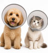 Imagen de Collar Isabelino PROCARE L
